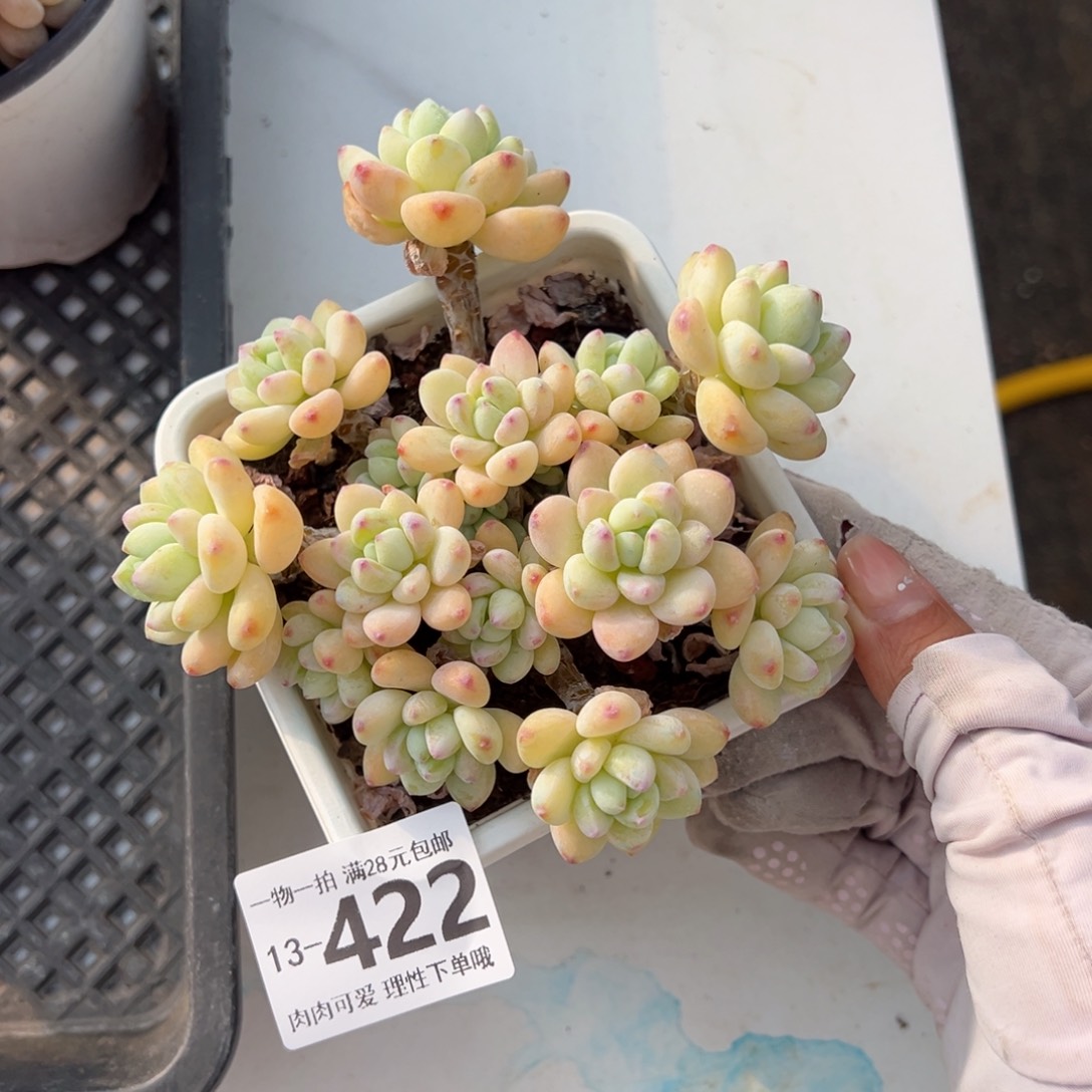 樱花罗绮多肉多肉多肉多肉