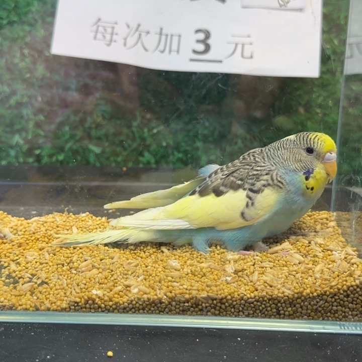 虎皮鹦鹉大头虎皮鹦鹉