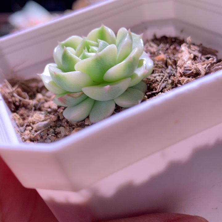 苯吧覆轮锦有根有根