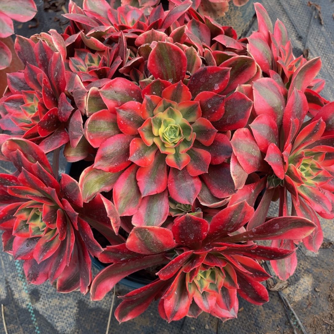 046粉女妖精品法师老桩