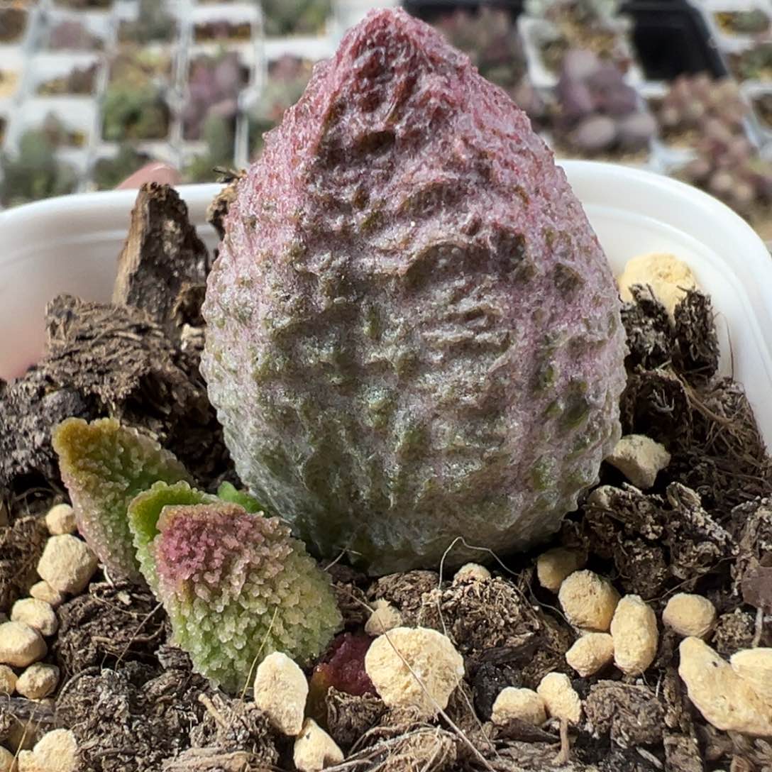 实生底叶苗纹路款多肉植物水泡