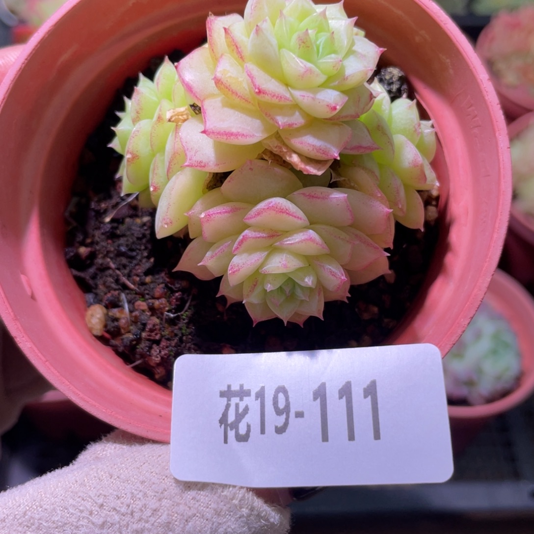 花利美19-111女王玫瑰