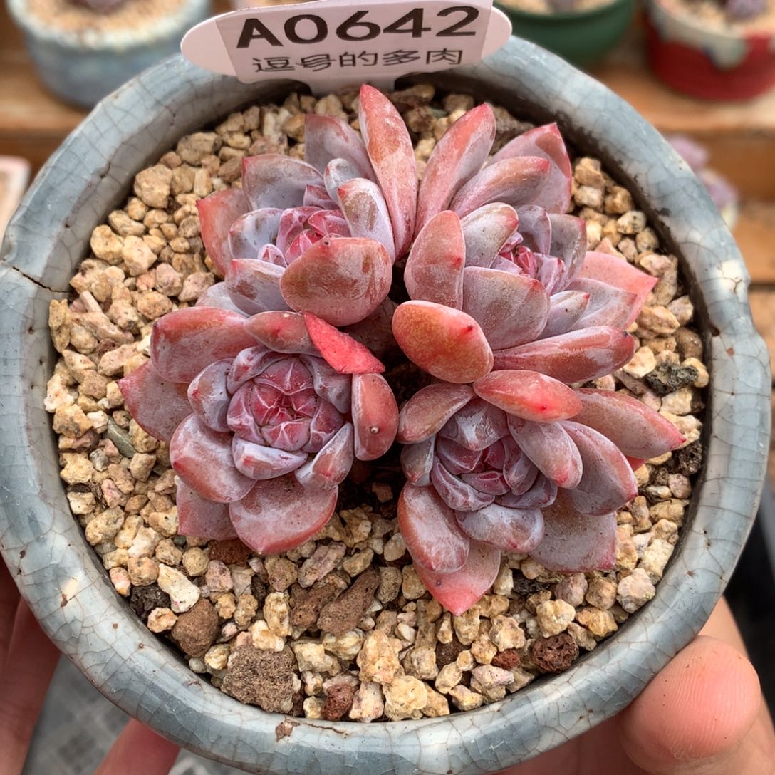 A0642 星影小长腿 无砍 8cm