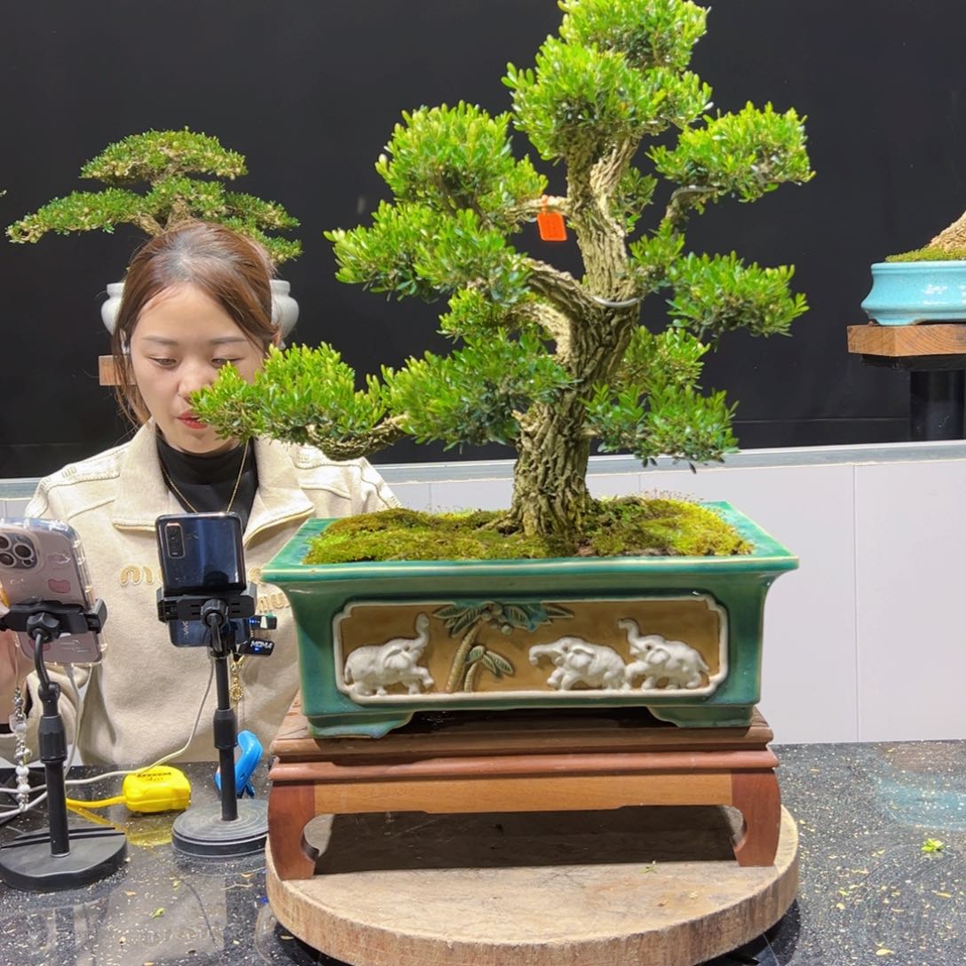 黄杨盆景老桩四季长青