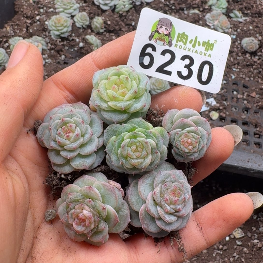 多肉植物多肉植物