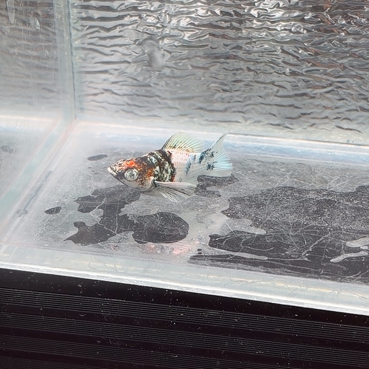 孔雀鱼玛丽鱼一条红头母