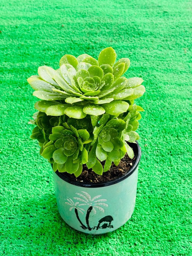 多肉法师绿玫瑰周正手捧花一棵，植物特性脱土发，不包断枝断叶