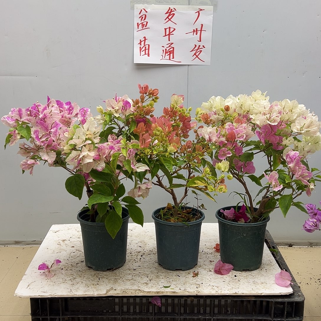 大部分花苞少量开放章红英，金心橙白，广红英组合