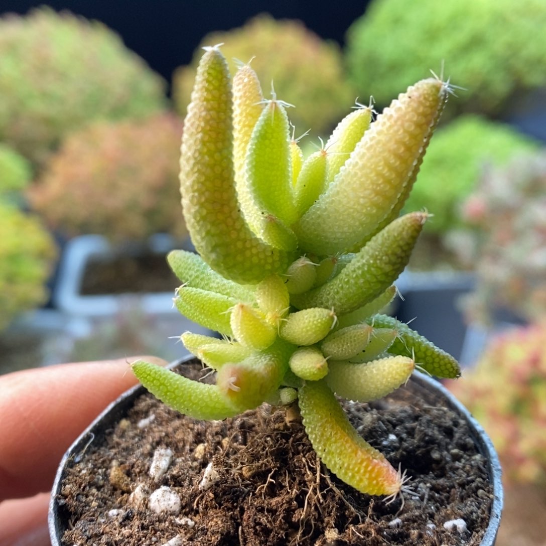 947玉米锦。       