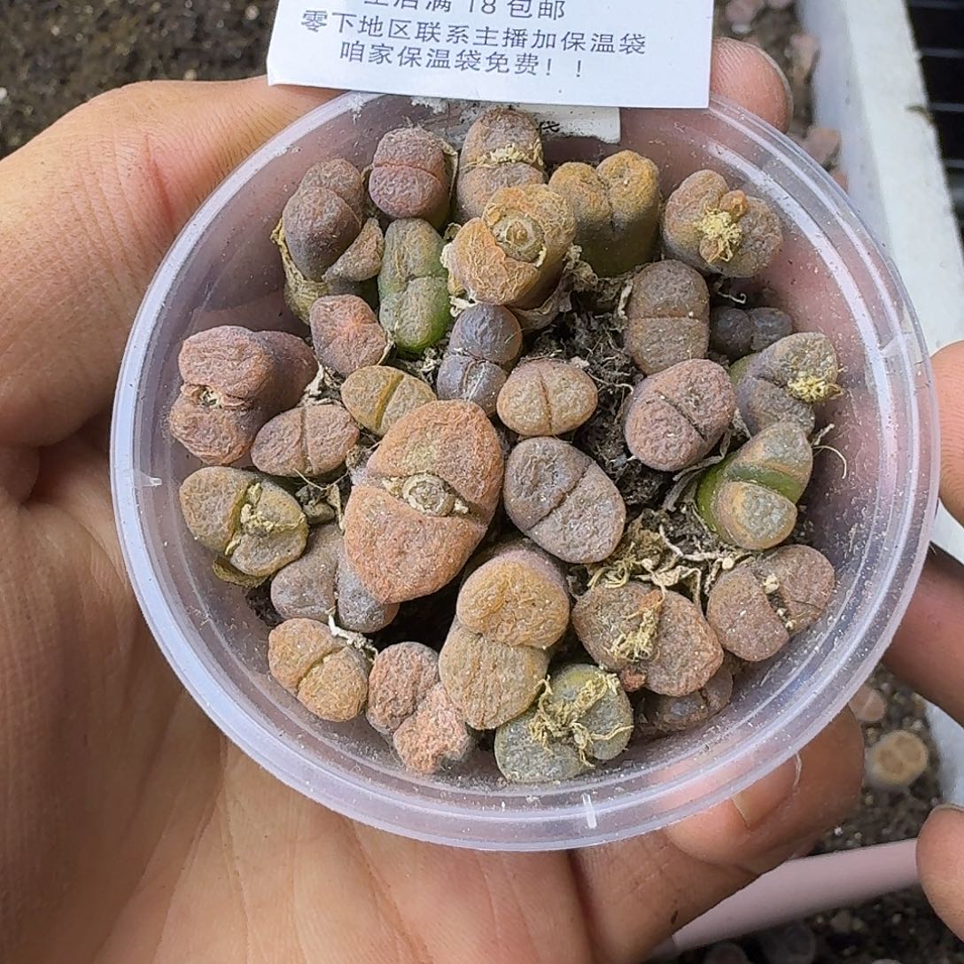 2587 哈哈哈哈哈哈哈哈哈