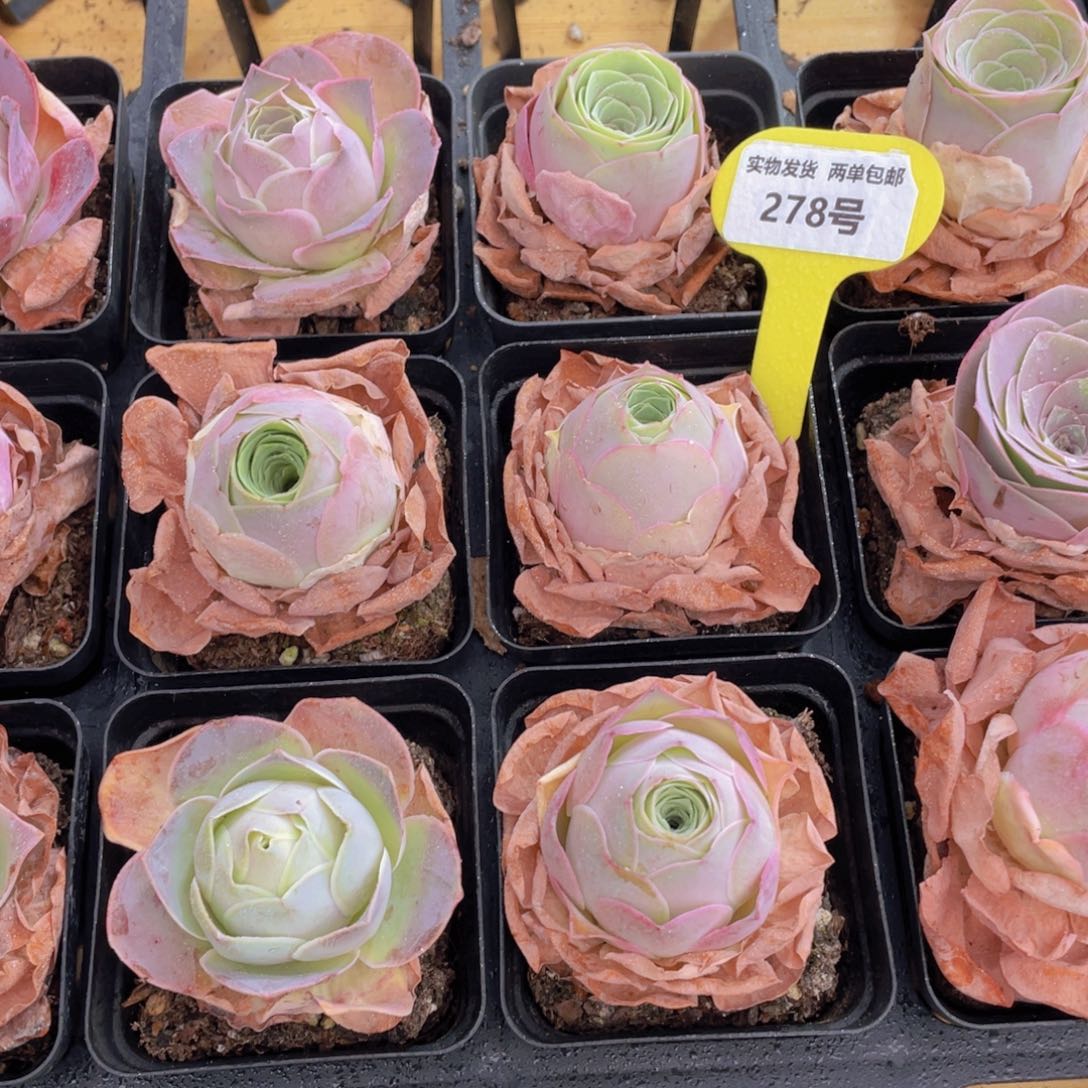 278号 精品山地玫瑰单头一个