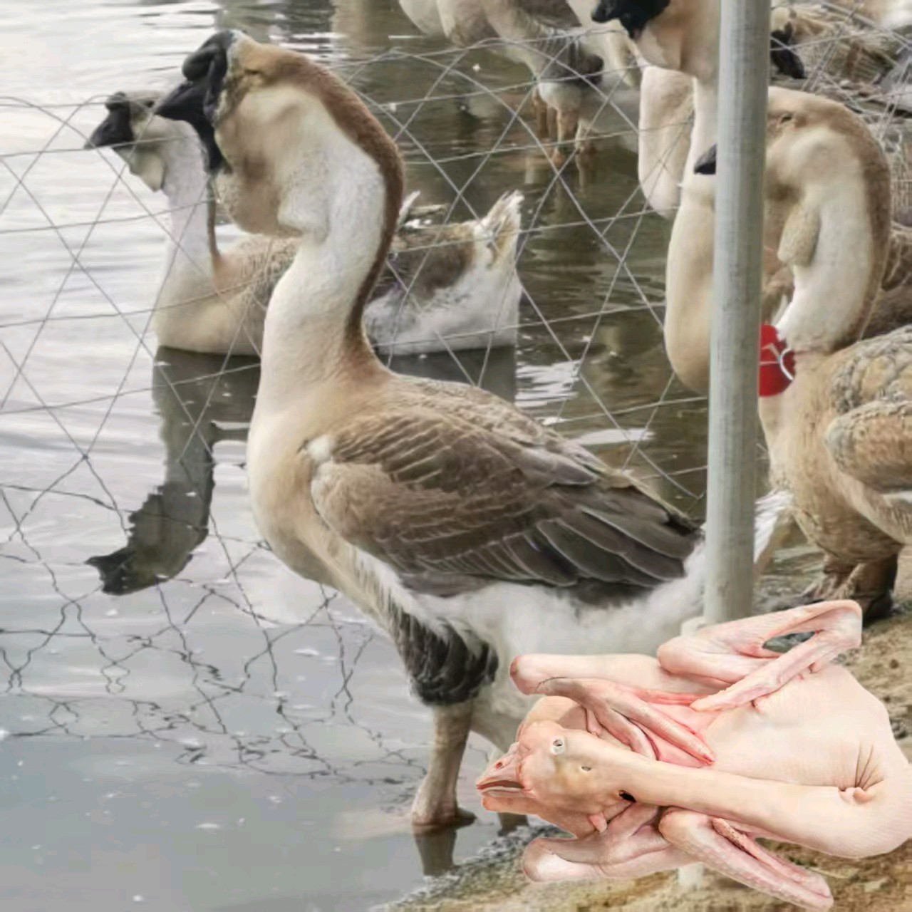 宠物零食狮头鹅肉干