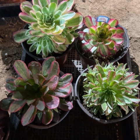 341多肉植物组合