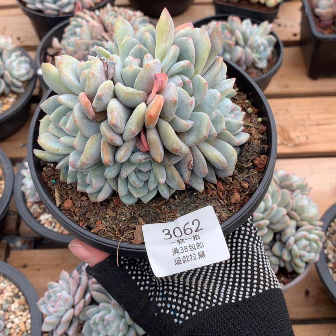 12厘米10头石榴籽朵朵3062