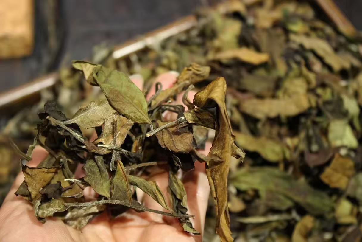  【无量山荒野白茶】2025  古树白茶散茶