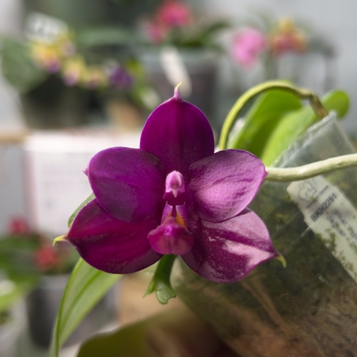 大部分开放少量花苞BKH 2251 2.5寸浓香型不参与五折活动