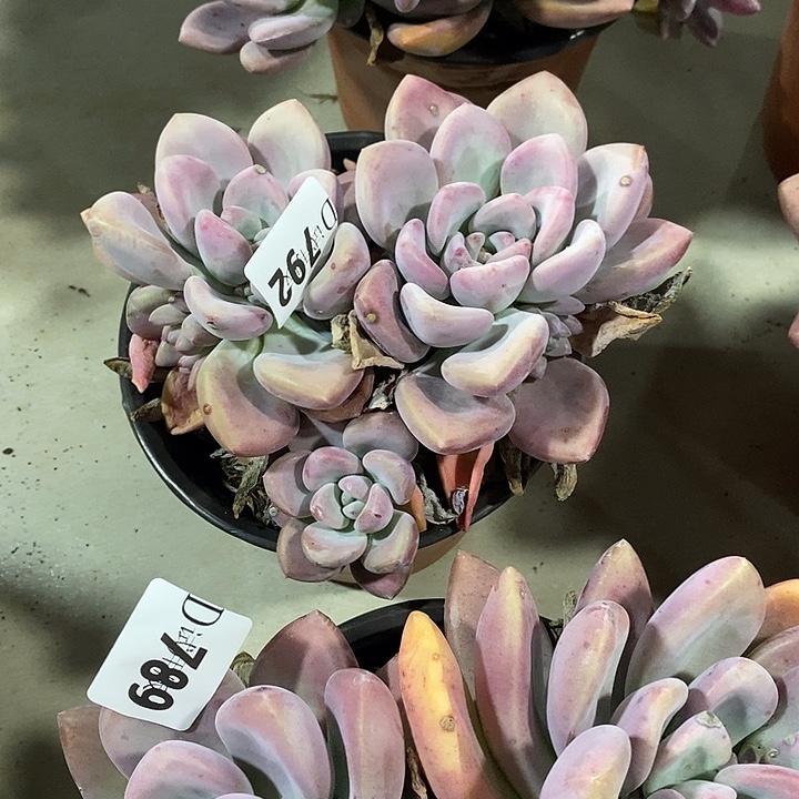 娇***妖792奥普多肉植物多肉