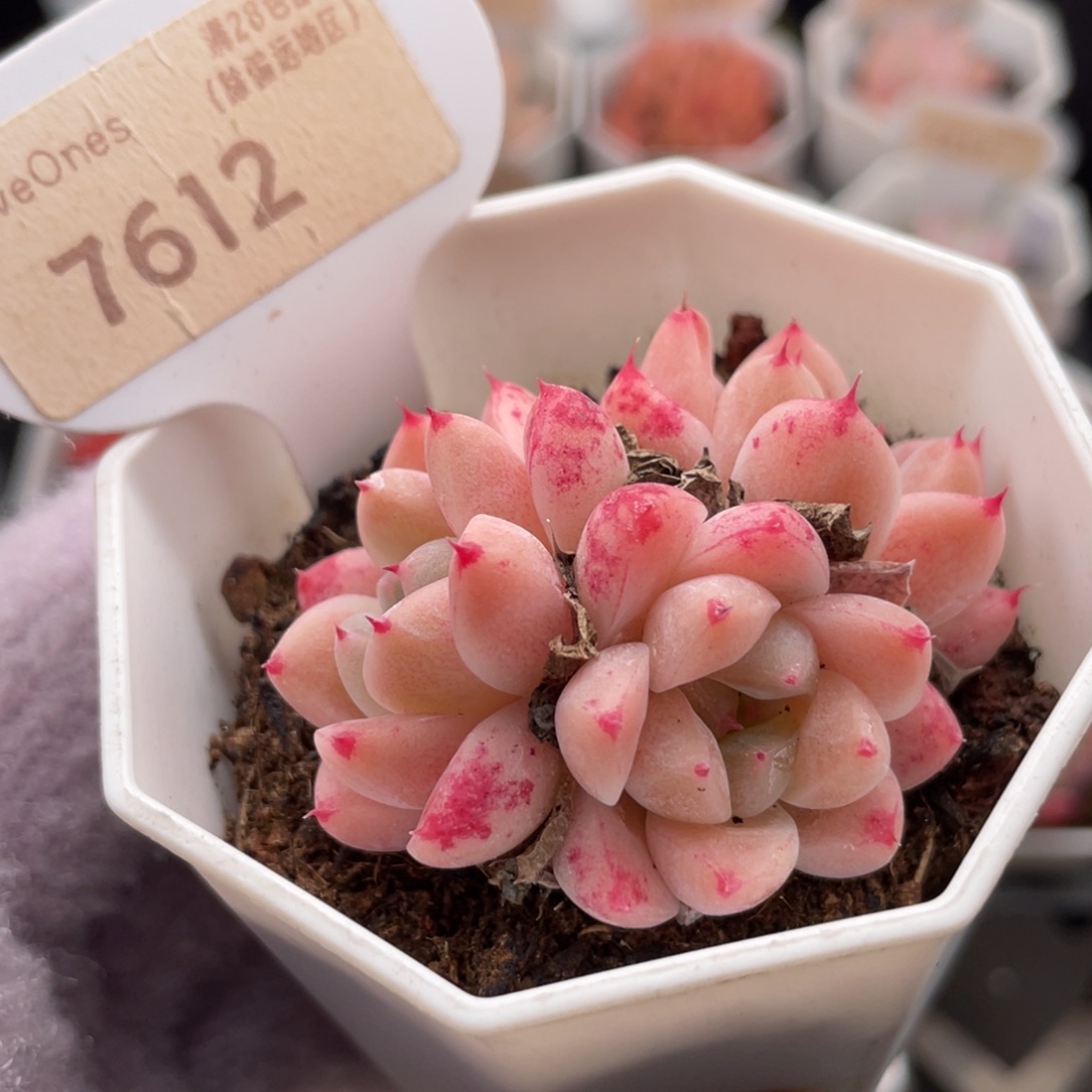 如梦令7612-5.5厘米