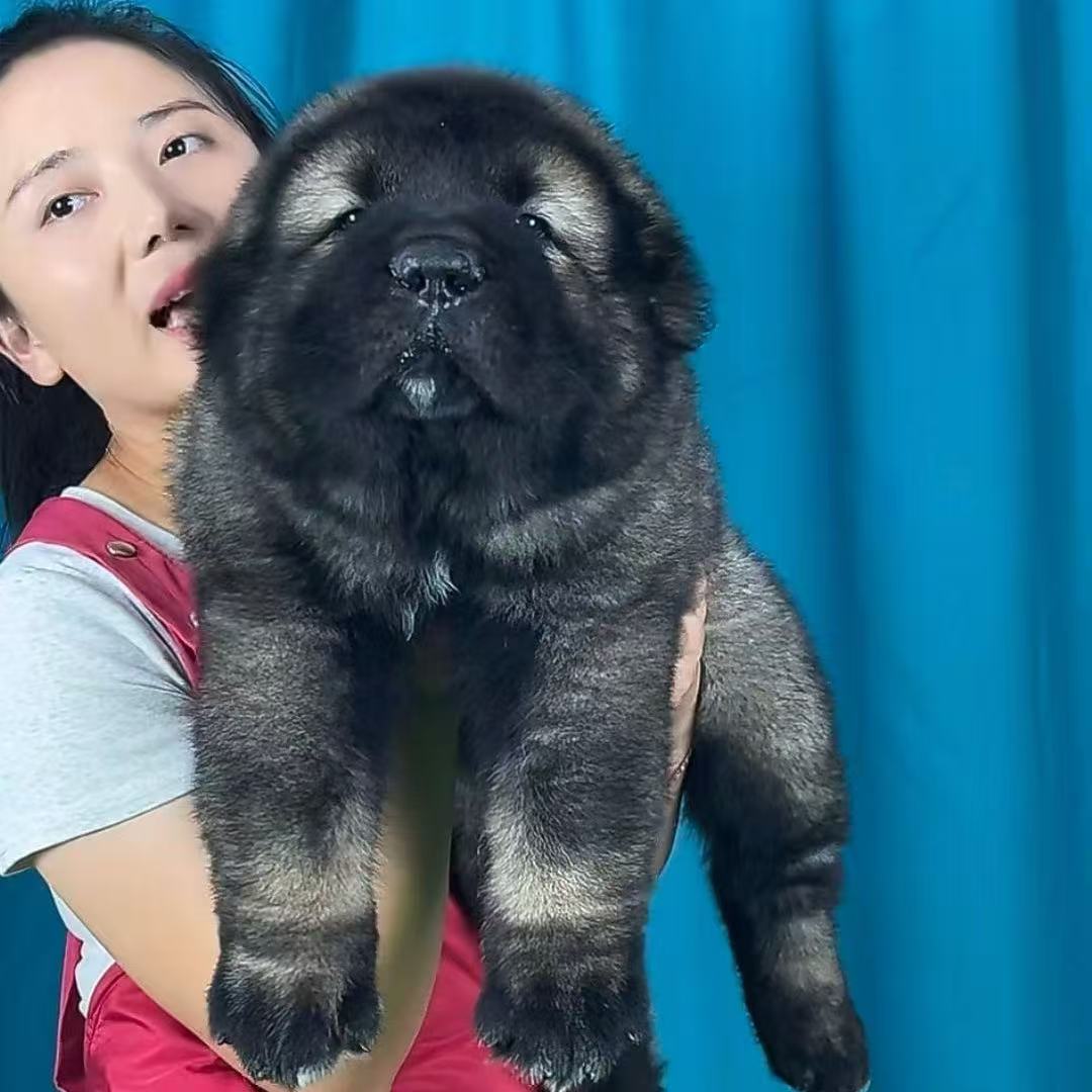 (美美家的高加索)高加索活体狗狗