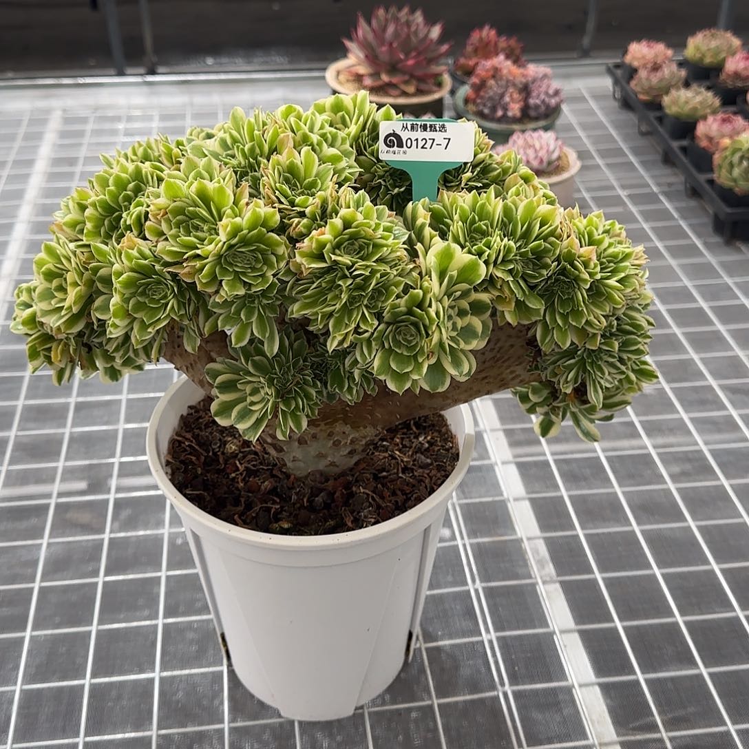 随*?从前慢花园精选0127-7