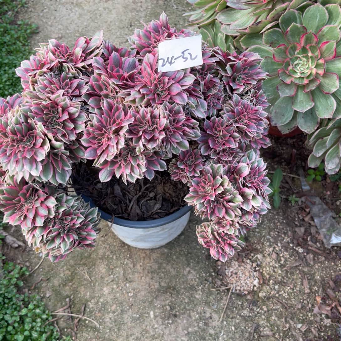 11-24-52女巫缀法师锦