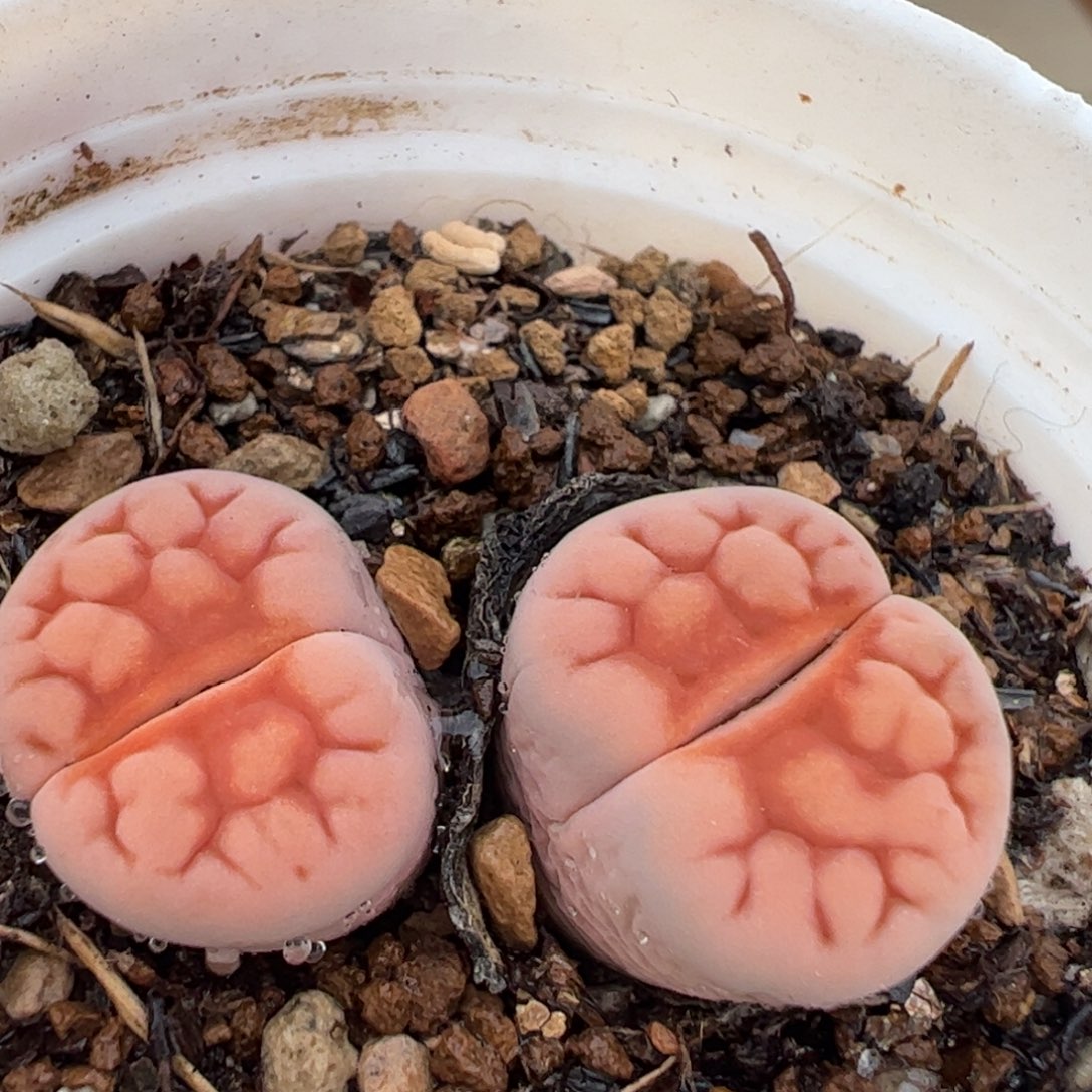 粉红豹多肉植物百科1