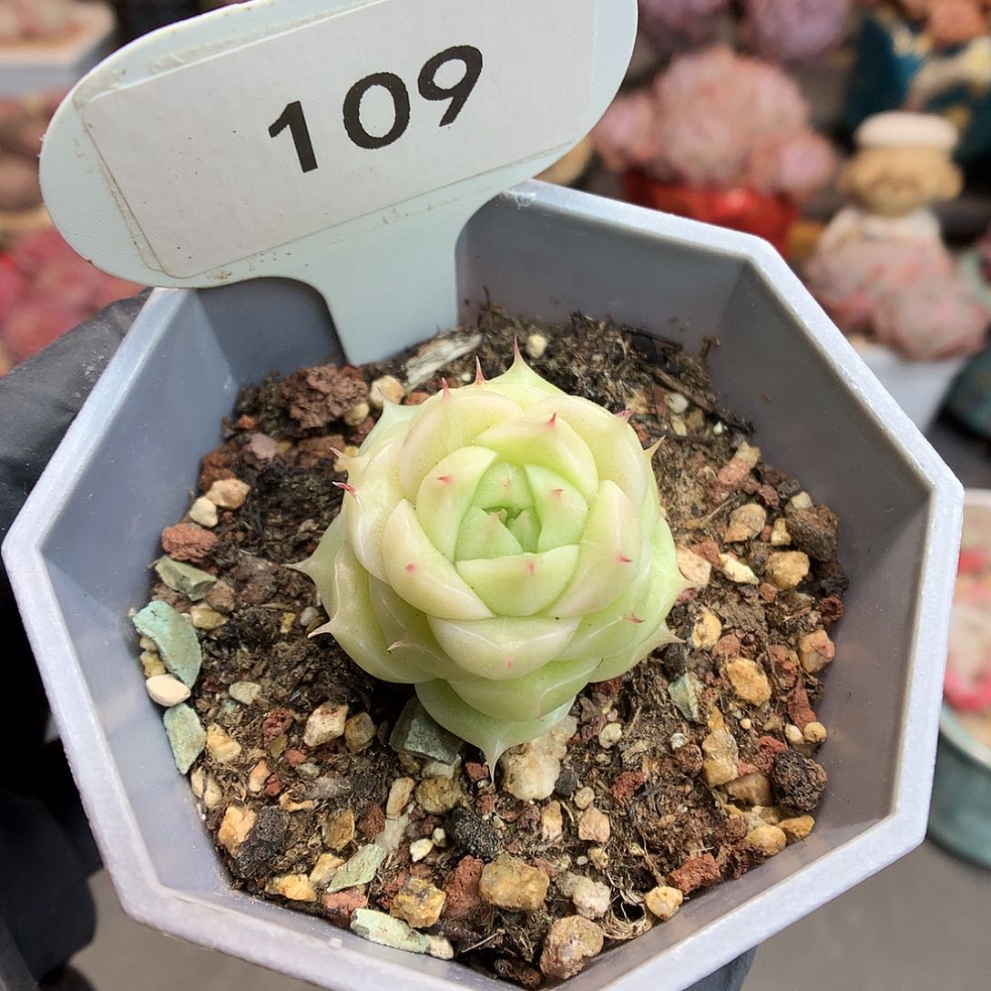 109 珍妮麦杆多肉