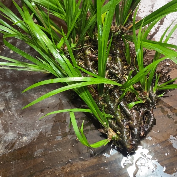 无花朵石菖蒲这就是所谓一次偶然