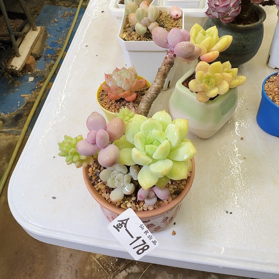 阿***苔小花园，178，仙农出品