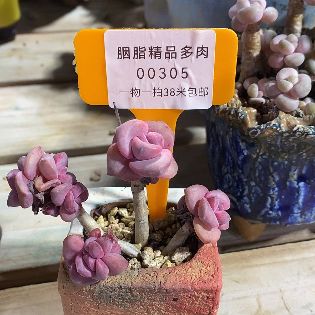 00305，哦哦图咯哦咯烤鱼