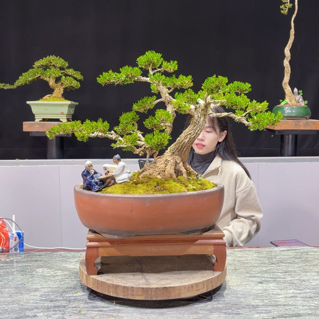 四季常青老桩黄杨盆景