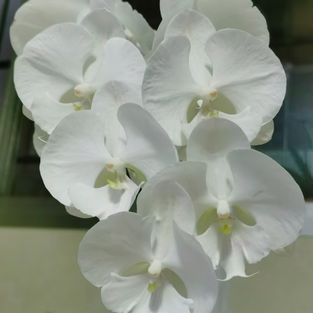 （白富美）蝴蝶兰3.5寸杯成熟苗发货13㎝大花型