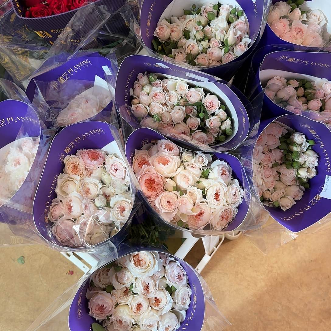 莫妮卡戴维10支！3件起顺丰空运包邮