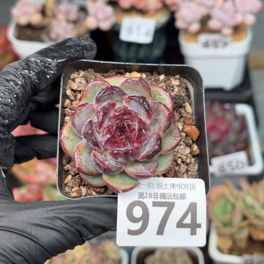 黑冰单头无盆土发货