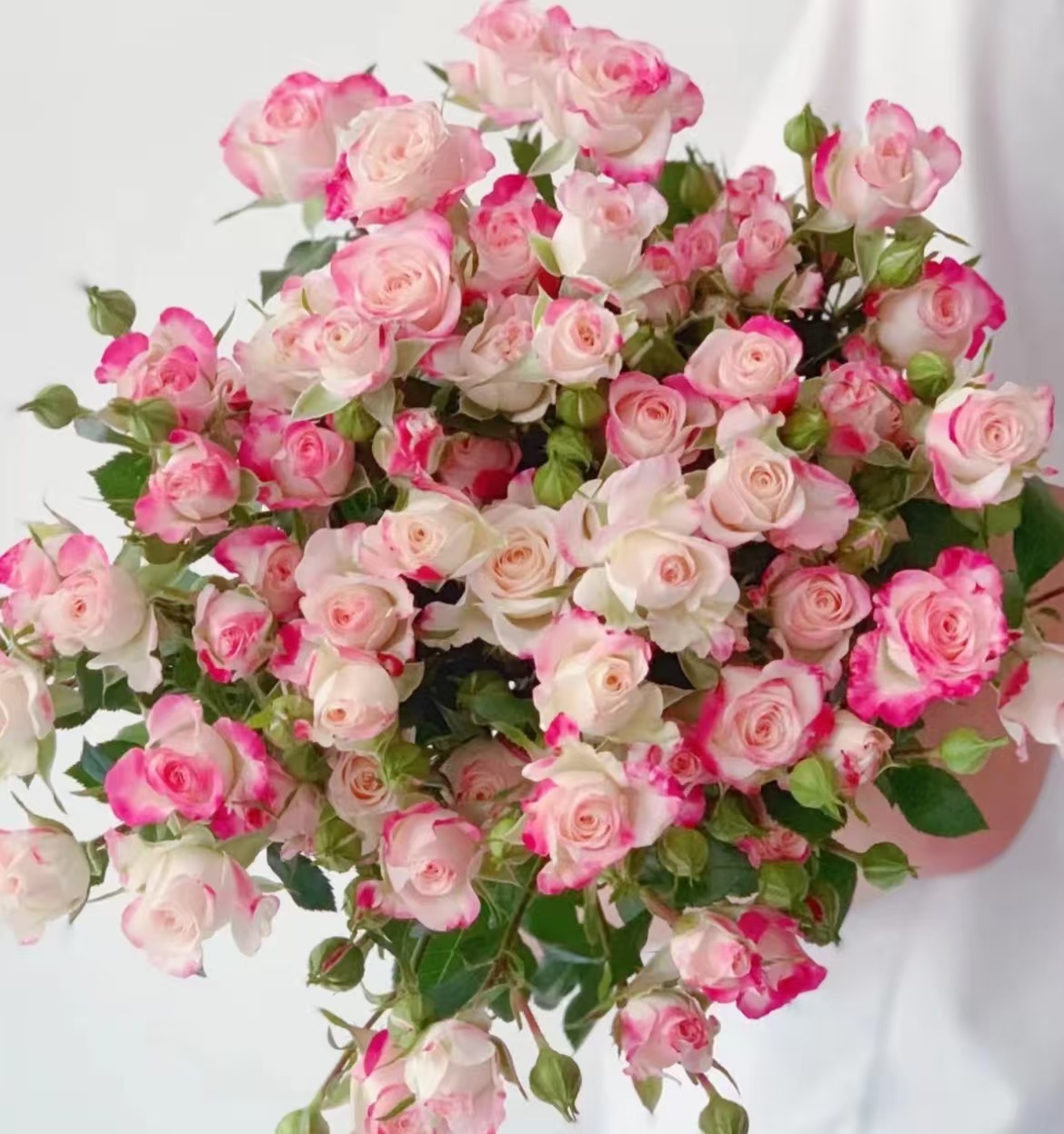 折射泡泡鲜切花--云南基地新鲜现采现发-收到货需要醒花