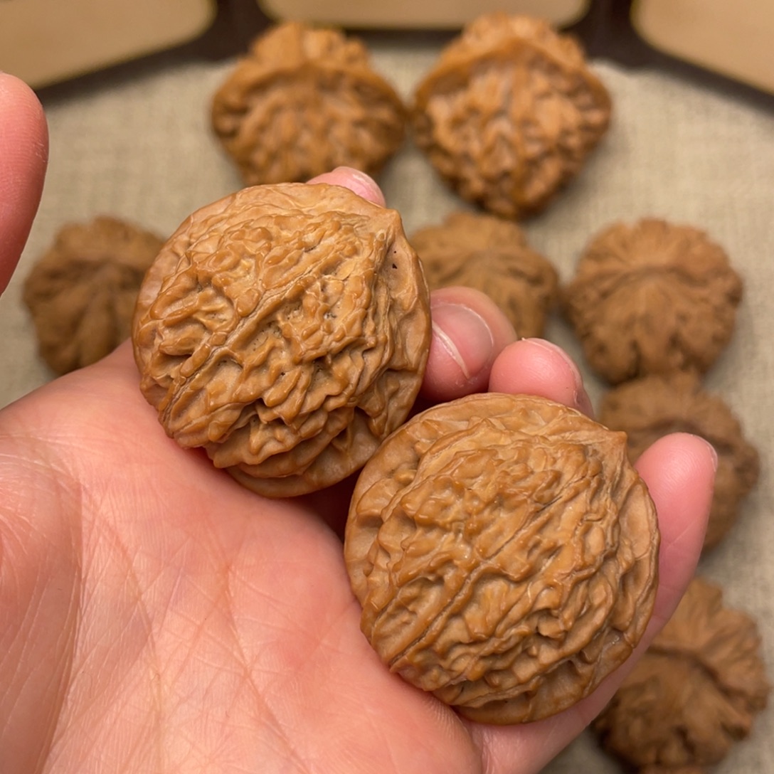 核桃秦岭核桃19号