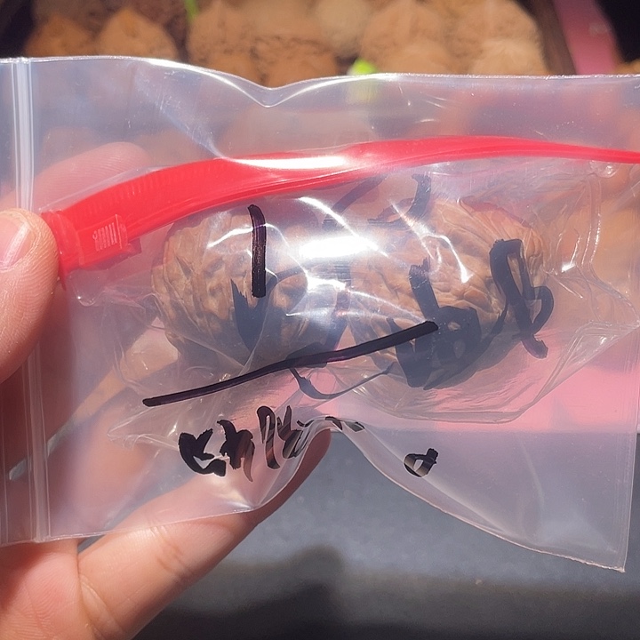 小***物文玩核桃吊坠福利