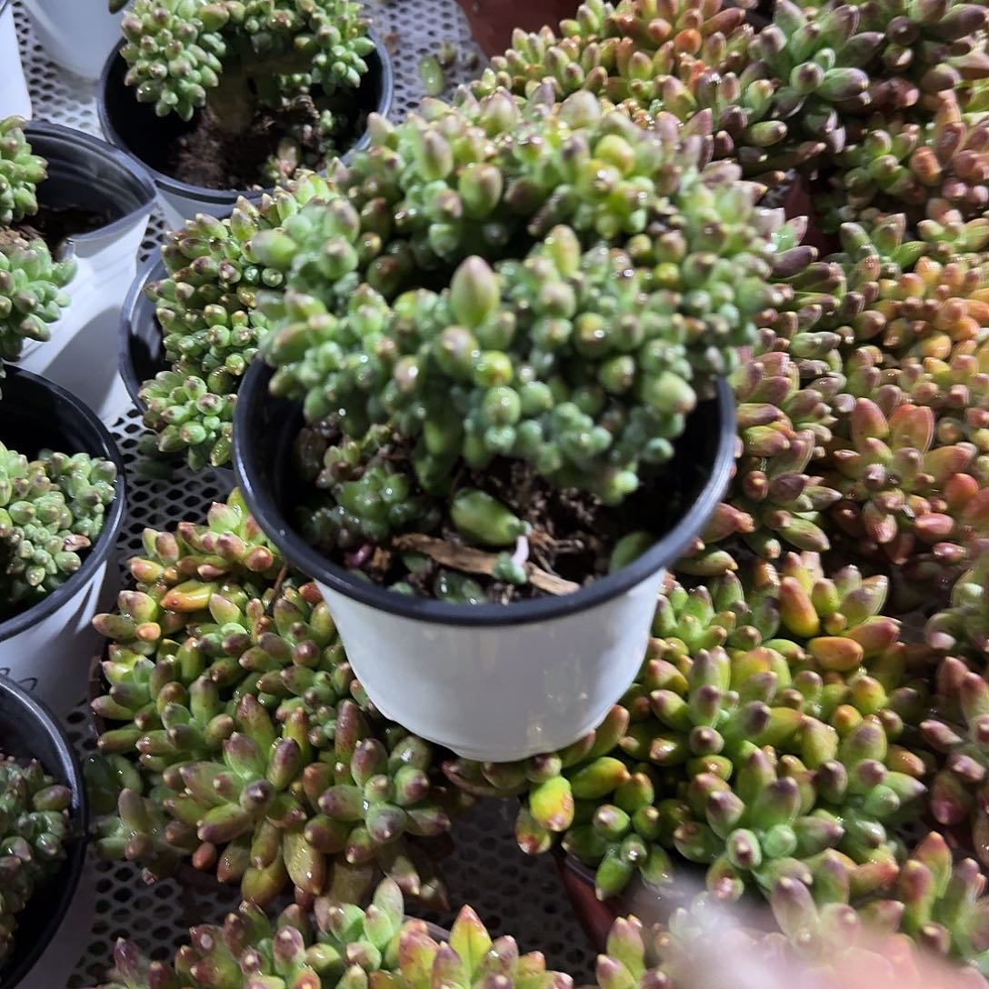 千代田缀化多肉植物