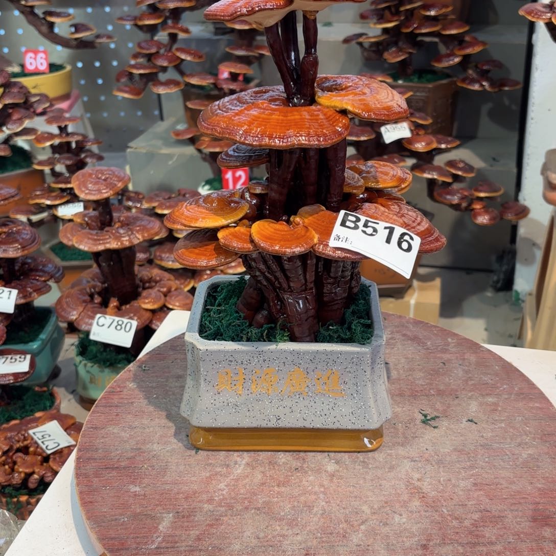 灵芝88888888855888888