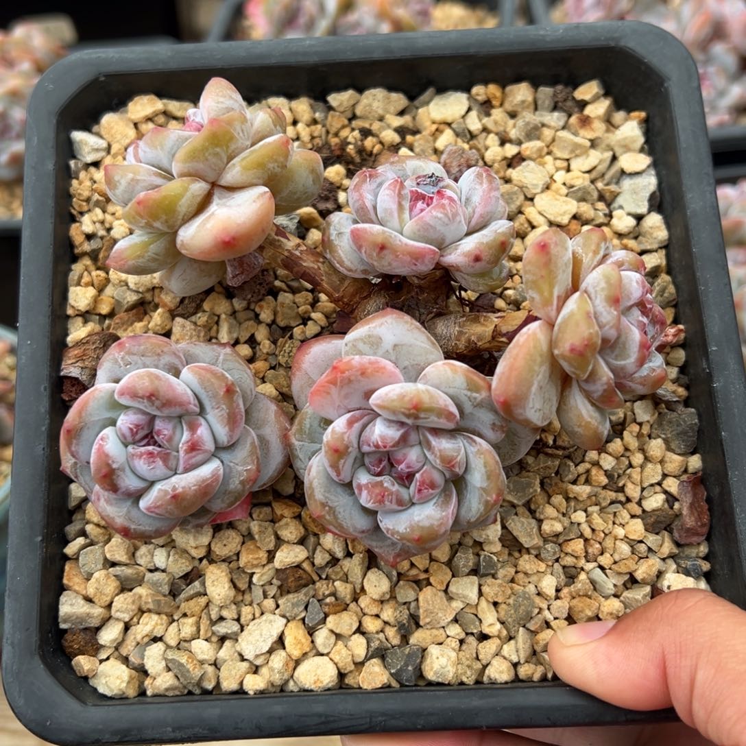 5头小树小包脸哈哈哈