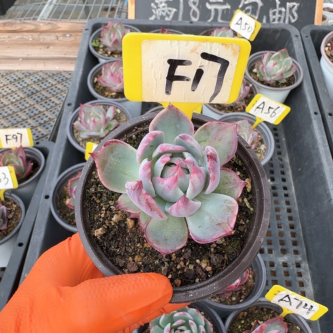 米*F17惊鸿单头多肉