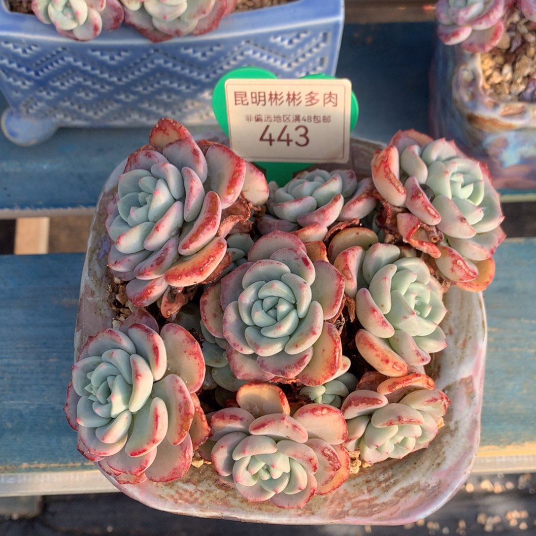 千山雪老桩无砍443
