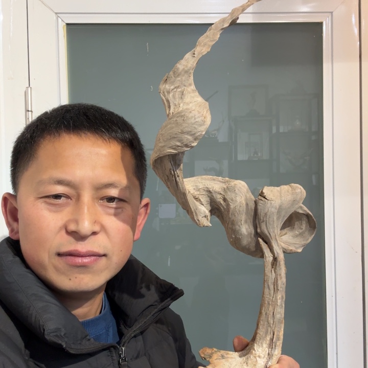 柏木（崖柏）在**，崖柏阿啊阿