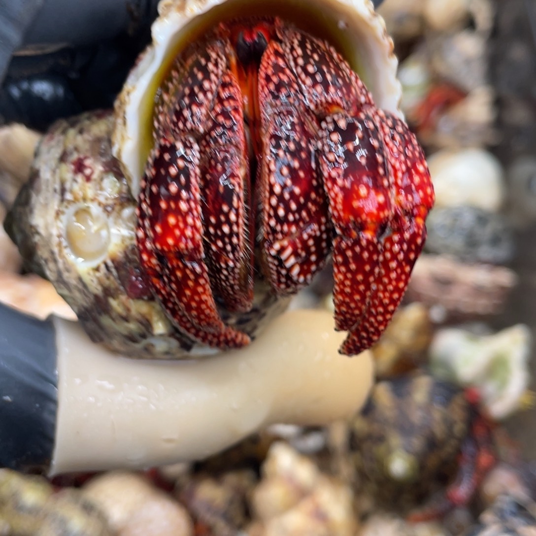 不退不换活体宠物74