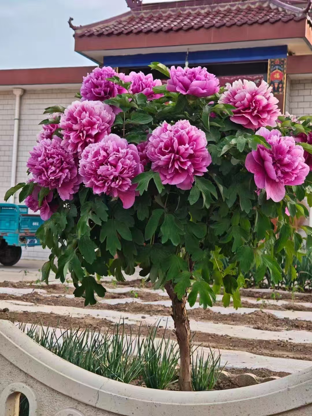 新疆盆景直播间一物一拍精品牡丹造型观赏佳品盆栽花卉音乐节地栽