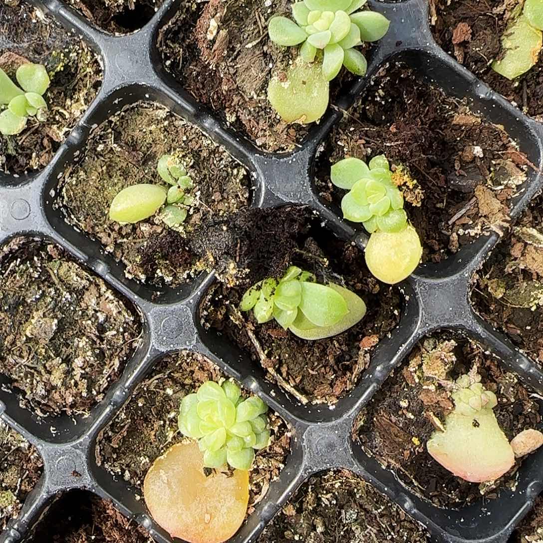 紫烟小苗穴一个满25包邮