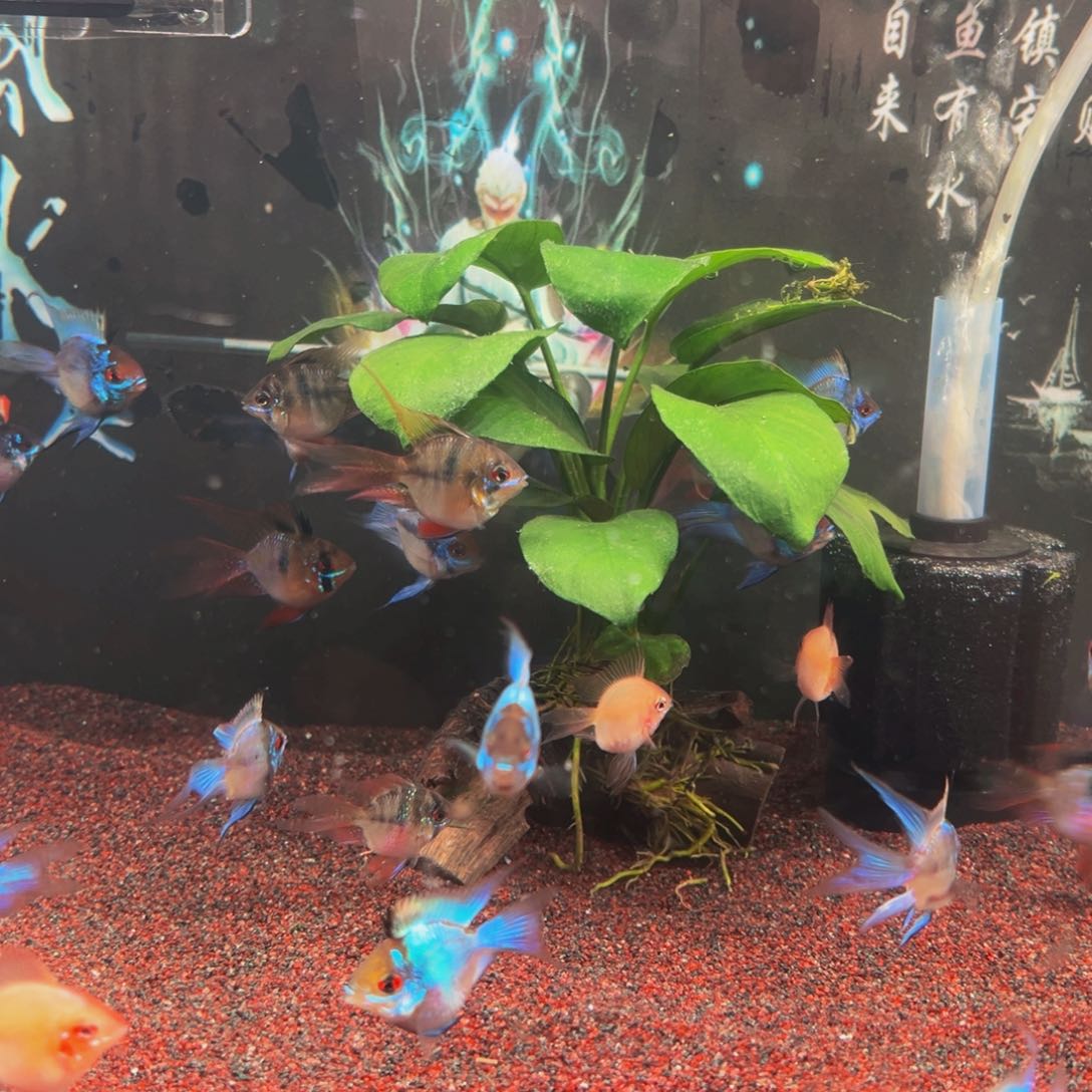 短鲷鱼发顺丰补运费