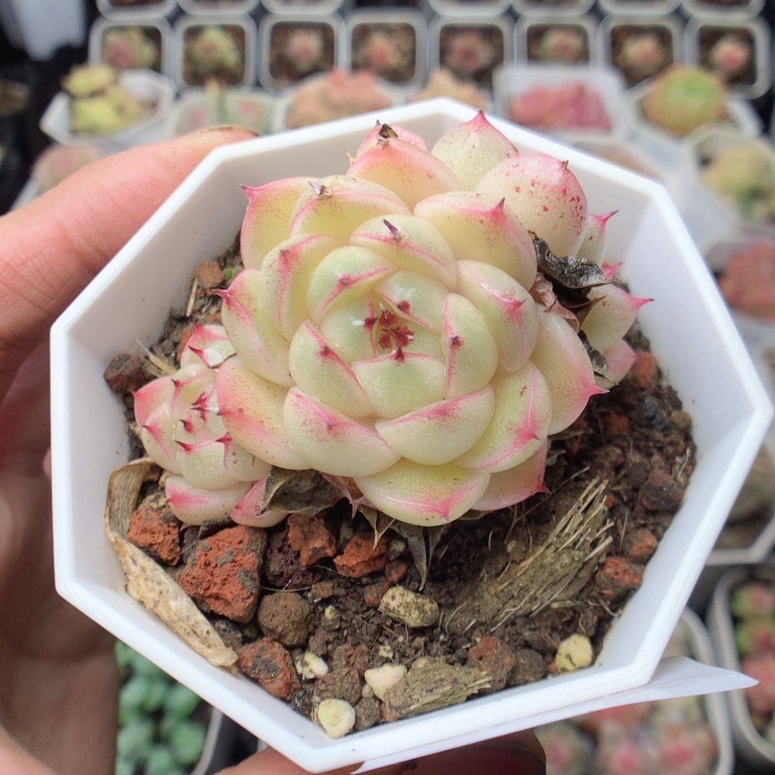 无花朵E196。yyyyyy