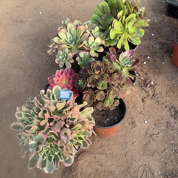 877多肉植物瑕疵特价，