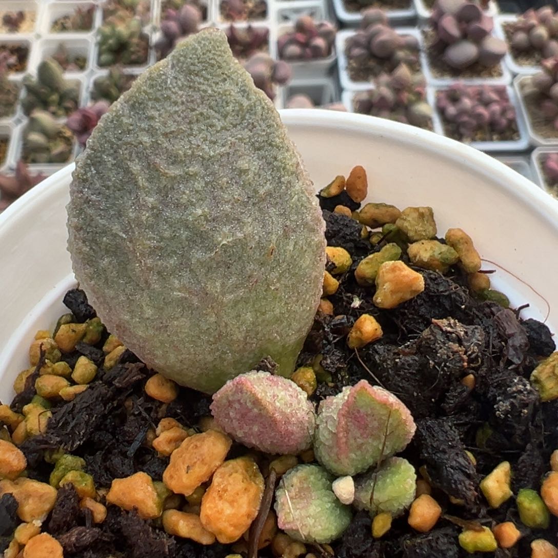 绿猪肝大苗多肉植物水泡